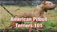 American Pitbull Terriers 101