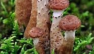 Humongous Mushroom - Nature's Giant in Oregon