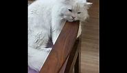 The World Most Beautiful Persian Cat with Blue Eyes by zmum TV