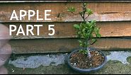 Apple Bonsai, from Seed, 5