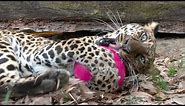 Toys For BIG CATS!!