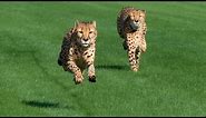 Houston Zoo Cheetahs Run at Sam Houston Race Park!