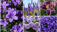 33 Gorgeous Purple Perennials (With Photos) - Garden Lovers Club