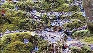 What A Nice Moss Waterfall - Dont Forget To Visit Nature