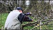 How to prune an old apple tree