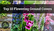 Top 10 Flowering Ground Covers