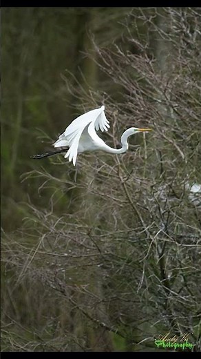 Elegant Egret Takeoff in Slow Motion – Pure Power and Grace! #birds #nature #wildlife #birdbehavior