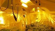 Growing Cannabis With High Intensity Discharge (HID) Lights