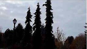 Weeping Serbian Spruce / Picea omorika ' Pendula '