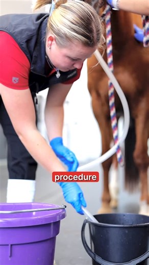 Willinga Park Vet Hospital on Instagram: "💫 Colic can be scary—but your horse is in expert hands 🐴💛 At Willinga Park Vet Hospital, our board-certified team uses advanced diagnostics—including bloodwork, abdominal ultrasound, nasogastric tubing, belly taps, and rectal palpation - to quickly identify the cause of colic and determine the best treatment plan. With 24/7 monitoring, an on-site laboratory, and experienced nurses by their side, every horse receives the highest st
