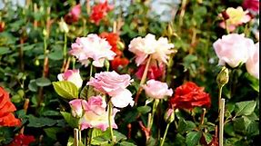 Pink Climbing Rose Plant Live for Planting Outdoors, Live Rose Vine 2 Quart Pot Fragrant Rose Flowers for Planting