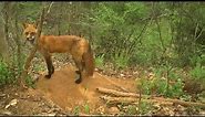 Coyote Finds Den of Red Fox Pups