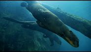 Giant River Otter Swimming Very Fast in Aquarium || Otters Swimming Video | Otter Memerang | ऊदबिलाव