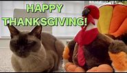 Do You Have a Catloaf to Go With Your Turkey?! - Happy Thanksgiving! - Cute Burmese Cat