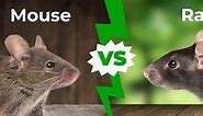 Mouse vs Rat: 5 Main Differences Explained