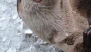 Rascally River Otters Play In And Crunch On Ice