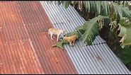 Two cats fall off of roof while fighting.