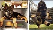 Funny and Cute German Shepherd Videos That Will Change Your Mood For Good - GSD Puppy
