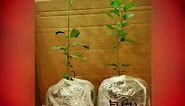 Fuji Apple Seedlings 🌱🍎🌱🍎🌱🍎🌱 Now Available! 👤One of our clients growing an Apple : Click here 👉https://m.facebook.com/story.php?story_fbid=1879511725600620&id=1585639321654530 ✔Yes they can thrive here in the PH (Please check the photo comments below) ✔Acclimatized ✔Locally propagated ✔3-4 years to fruit ✔Guidelines will be provided For order and reservations please contact us. 📩Send us a PM on this page. 📲Call/Text us at Globe : 09266779896 viber Smart : 09281342119 💻glkatigbak@gmai
