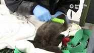 Saving Sea Otter 696: Staying Fluffy