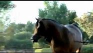 Polish Arabian Horses, Polskie Konie Arabskie