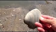 What does a clam shell look like?