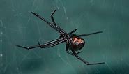 These venomous spiders are found in Western Washington