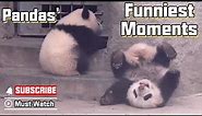 Pandas' Funniest Moments- Pandas Are Born With Some Funny Genes | iPanda