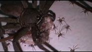 Giant Huntsman Spiders Baby Delivery then Hundreds of Babies Spread Throughout in House Wall