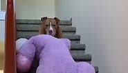 Determined Dog Pulls Giant Unicorn Toy Upstairs