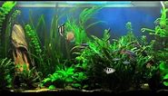 37 Dream Aquarium Fish Tank Backgrounds