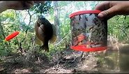 bank fishing with crickets for stumpknockers (spotted sunfish) and warmouth