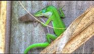 Green Anole Lizards Mating and Change Color