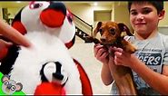 Flappy FETCHES ANIMALS! Real Surprise Animal DOGGY TOYS by Koalafied Fun