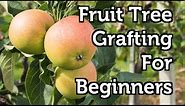 Fruit Tree Grafting for Beginners