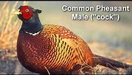 Pheasant - Common Pheasant Bird Call