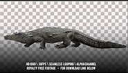 Crocodile walks. Isolated and cyclic animation. Alpha channel included.