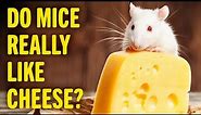 Do Mice Like Cheese? | Animal World