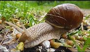 Hlemýžď zahradní - Burgundy snail/Roman snail (Helix pomatia)