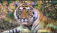 India's Tigers: A Threatened Species