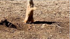Prairie Dogs Jump-Yip!