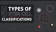5 Types of Stem Cell Classifications