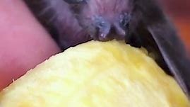 Baby Bat Eating Banana | Fruit Bat Sounds | Rescued Bat