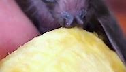 Baby Bat Eating Banana | Fruit Bat Sounds | Rescued Bat