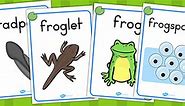 Life Cycle of a Frog Display Posters
