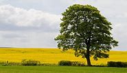Tipos de árboles: nombres y características - Jardinatis