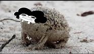 Desert Rain Frog but it's Sr Pelo Screaming (4K Memes)