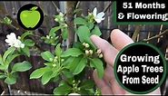 Apple Trees Grown From Seed Update - 51 Months and Flowering