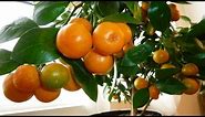 CALAMONDIN ORANGE Update : Best Indoor Citrus Plant | Miniature Orange - Part 2
