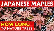 How Fast do Japanese Maple Trees Grow? | Growing from Seed